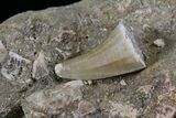 Mosasaurs Tooth With Cretolamna Shark Tooth #24514-1